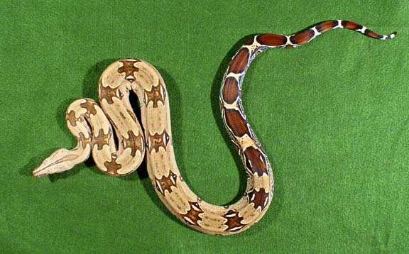 2003 Male #2