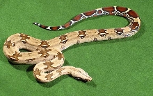 2003 Male