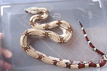 2003 Male #3