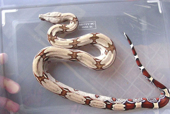 2003 Male #3