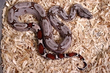 2004 Suriname B.C.C. Female (A)