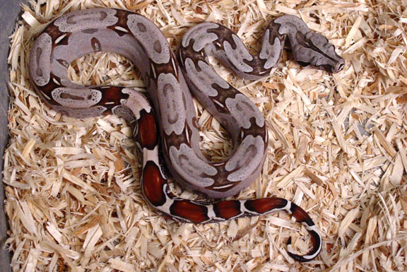 2004 Suriname B.C.C. Female (A)