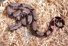 2004 Suriname B.C.C. Female (B)