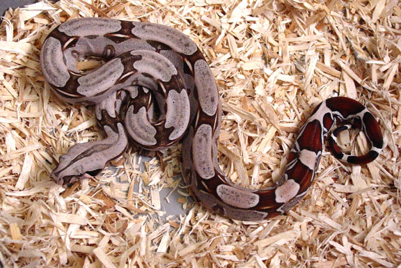 2004 Suriname B.C.C. Female (B)