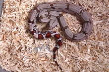 2004 Suriname B.C.C. Female (C)