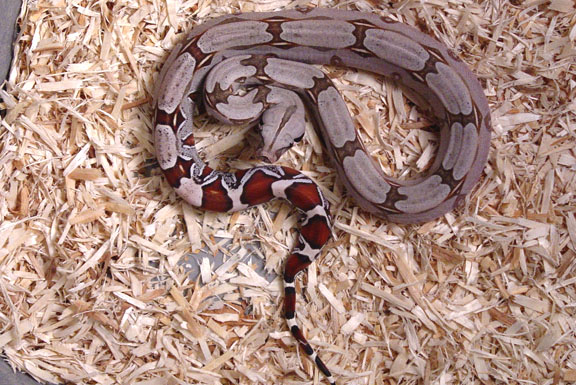 2004 Suriname B.C.C. Female (C)