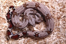 2004 Suriname B.C.C. Female (D)