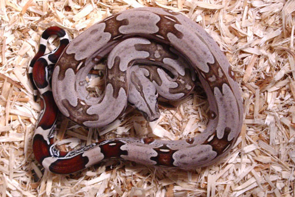 2004 Suriname B.C.C. Female (D)
