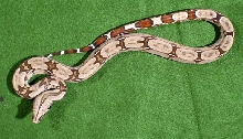 2004 Male