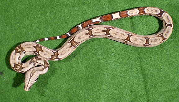 2004 Male