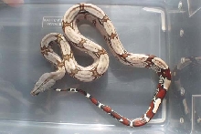 2005 Female