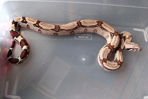 2005 Female