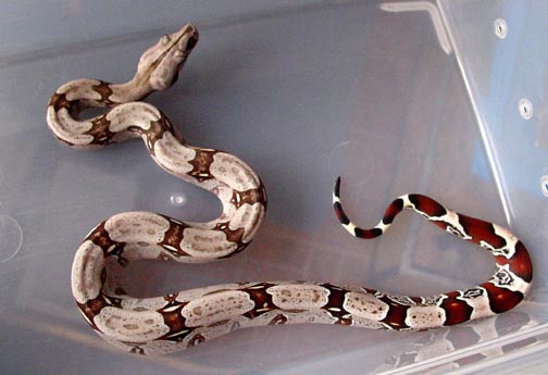 2005 Female