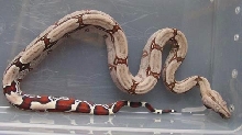 2005 Female - Pick