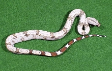 2005 Male #1