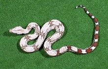 2005 Male #2