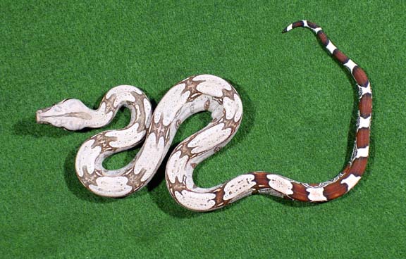 2005 Male #2