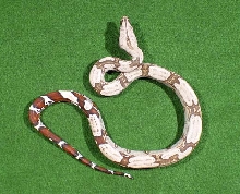 2005 Male #3