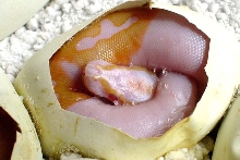 Our first Albino Pied and it's a male!