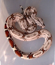 Female #4  (04-05)