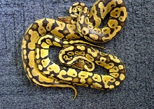 Blonde Pastel Males