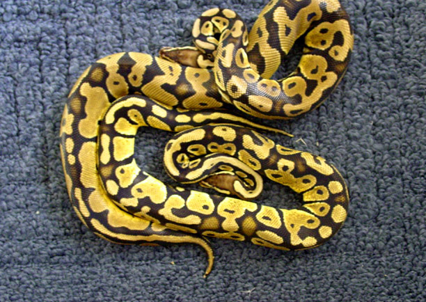 Blonde Pastel Males