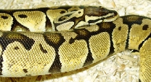 Blond Pastel Sire 2001