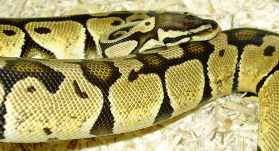 Blond Pastel Sire 2001