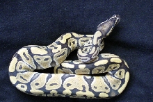 Yellow Ghost Ball Python - Male