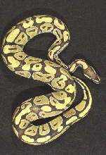 2005 Yellow Ghost Male