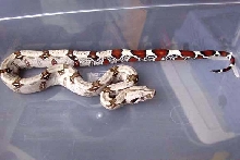 Female #1  (04-05)
