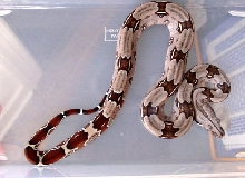 Female #2  (04-05)