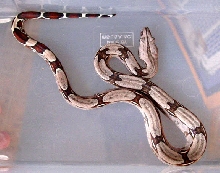 Female #3  (04-05)