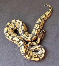 Yellow Ghost Ball Python