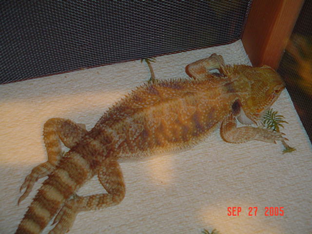 sleeps like a baby