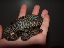 Antaresia maculosa
