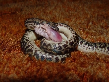 Antaresia maculosa eating