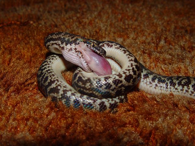 Antaresia maculosa eating