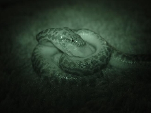Antaresia maculosa night eating