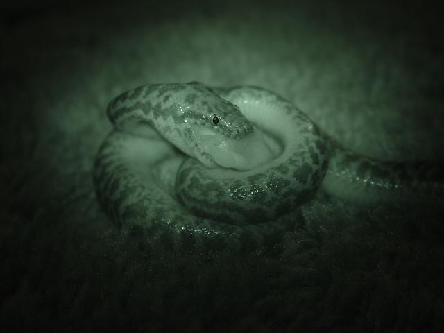 Antaresia maculosa night eating
