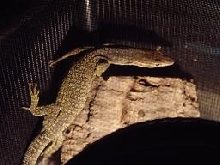 Varanus timorensis