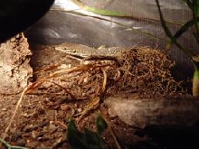 Varanus timorensis 2