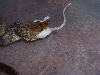 Liasis mackloti eating 2