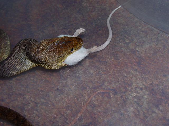 Liasis mackloti eating 2
