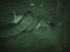 Liasis mackloti eating