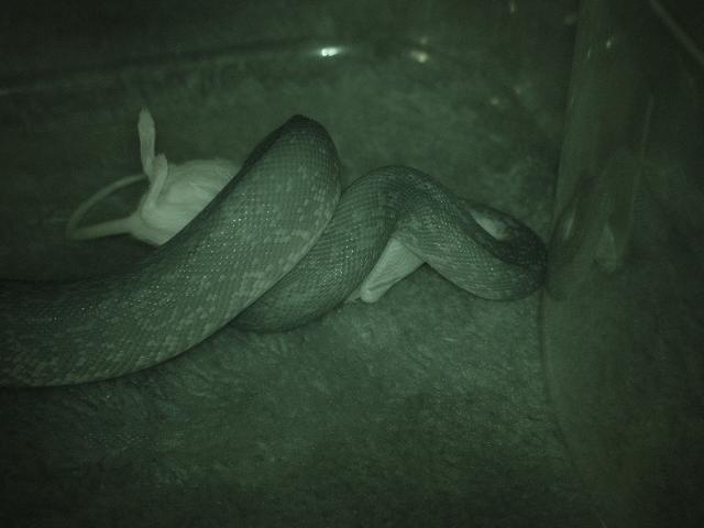 Liasis mackloti eating