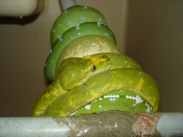 high white aru x biak (high) yellow