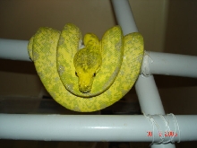 Will be high yellow biak?