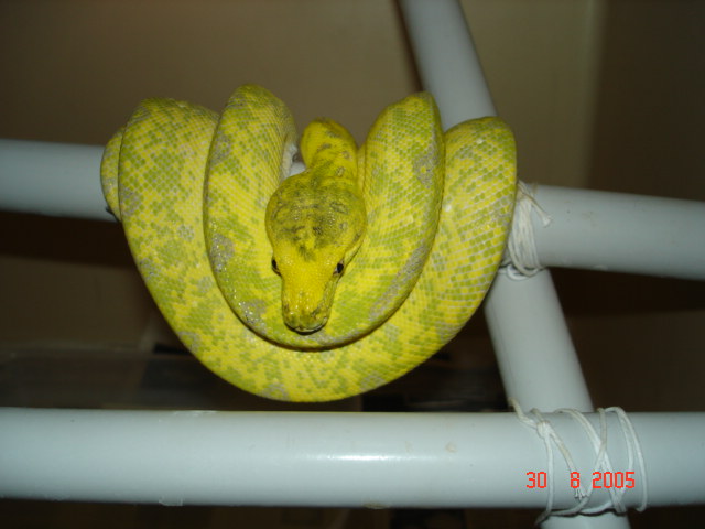 Will be high yellow biak?