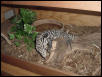 tegu